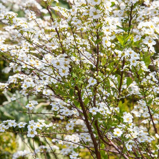 Spiraea thunbergii Lorea