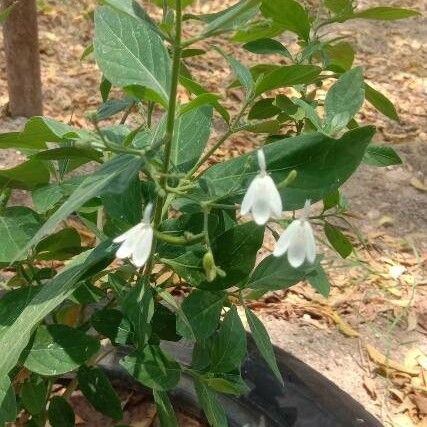 Rhinacanthus nasutus Blomst