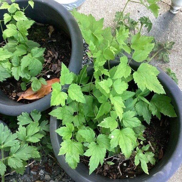 Actaea racemosa Frunză