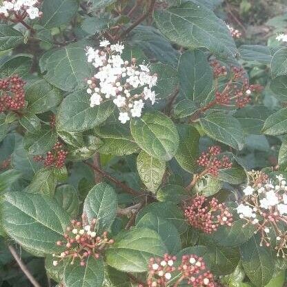 Viburnum tinus Folla