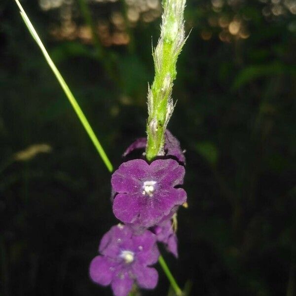 Stachytarpheta frantzii പുഷ്പം