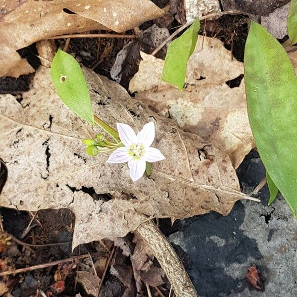 Claytonia virginica Flower