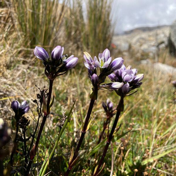 Gentianella corymbosa Flor