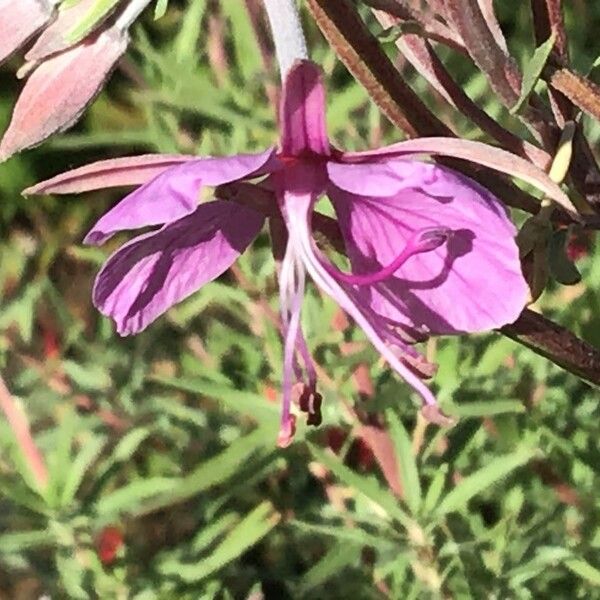 Epilobium dodonaei Fiore