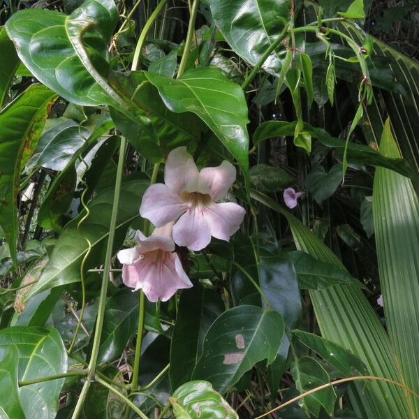 Bignonia aequinoctialis Blomst