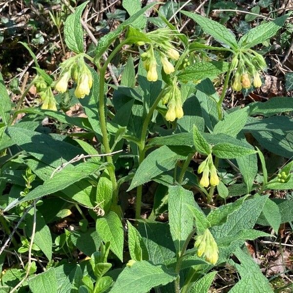 Symphytum tuberosum फूल