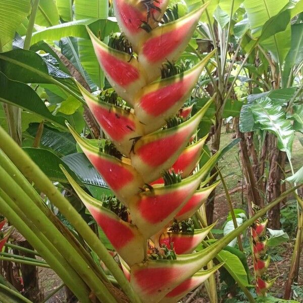 Heliconia wagneriana Blomst