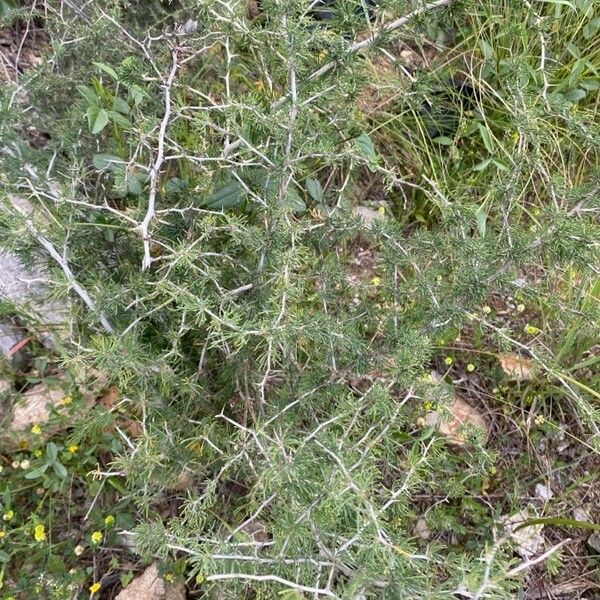 Asparagus albus Levél