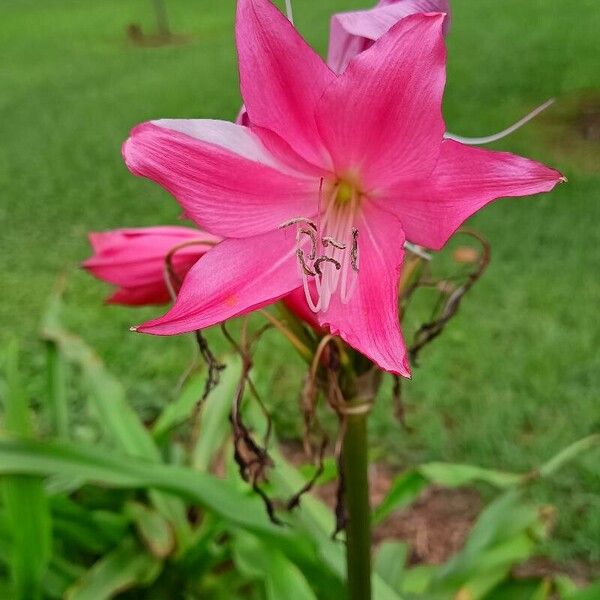 Crinum bulbispermum Blomst