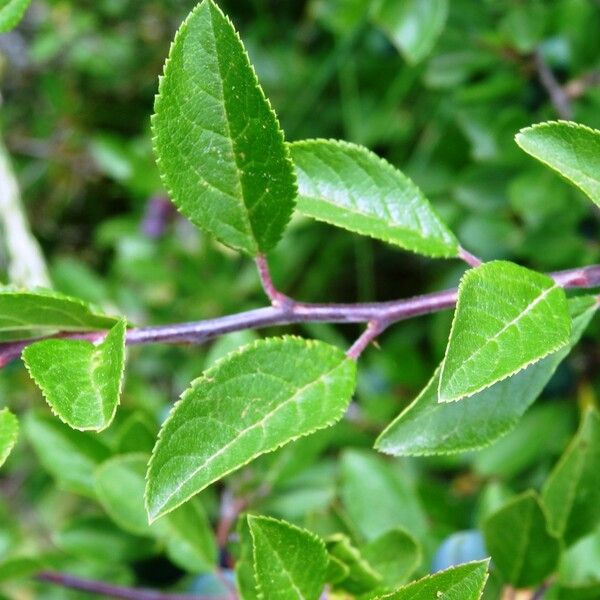 Prunus spinosa Yaprak