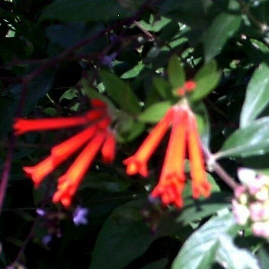 Bouvardia ternifolia Blomst