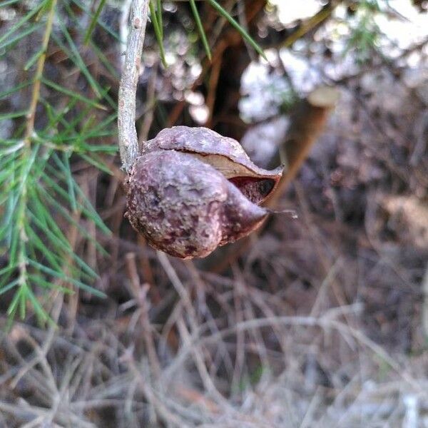 Hakea sericea Gyümölcs