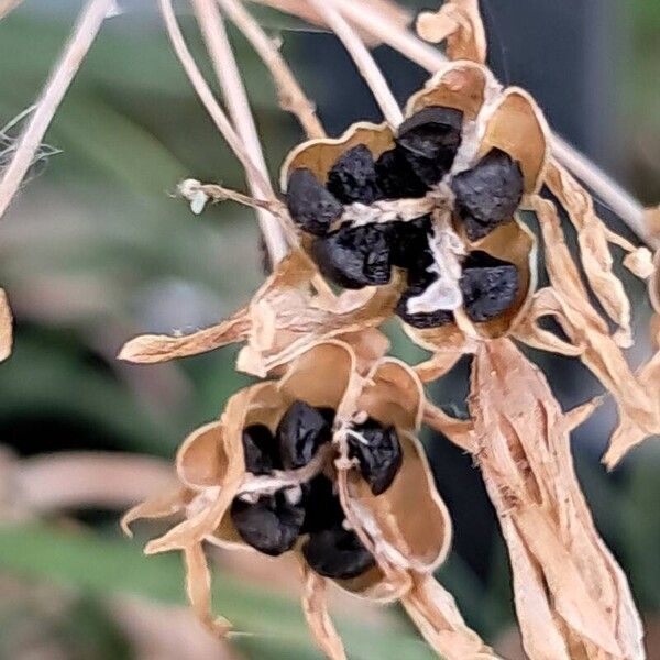 Nothoscordum gracile Fruit