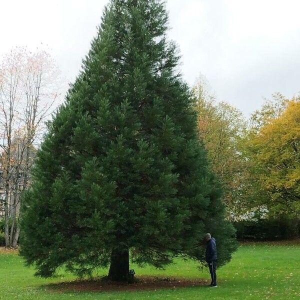 Sequoiadendron giganteum Кора