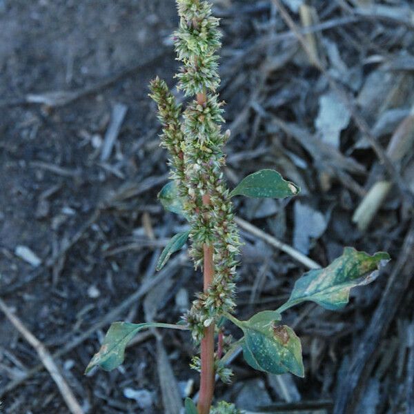 Amaranthus palmeri Habit