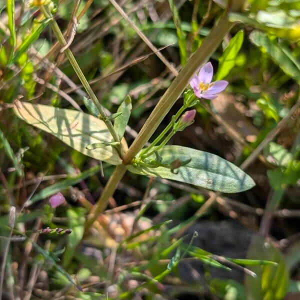 Centaurium erythraea Ліст