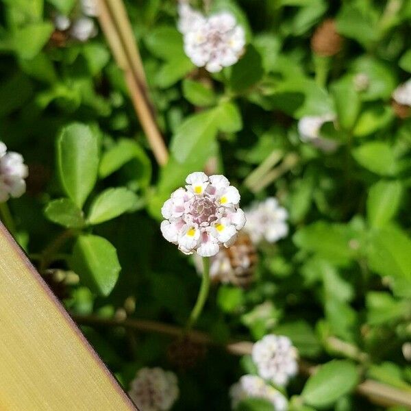 Phyla nodiflora Flower