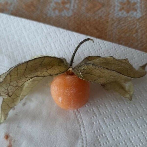 Physalis peruviana Ffrwyth