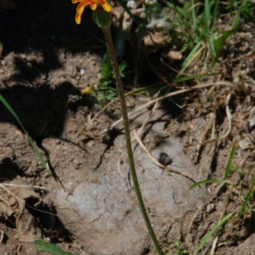 Agoseris aurantiaca Flor