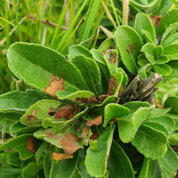 Gymnosporia putterlickioides Leaf