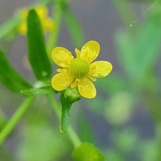 Ranunculus sceleratus Blomma