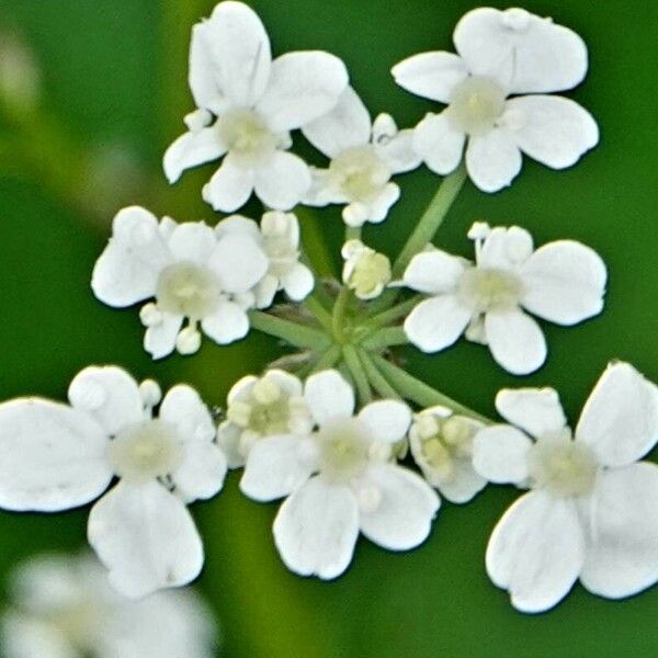 Anthriscus sylvestris Kukka