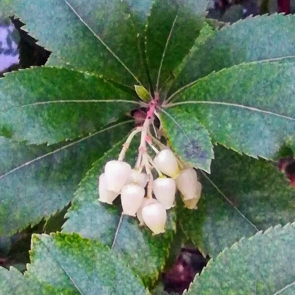 Arbutus unedo Flor