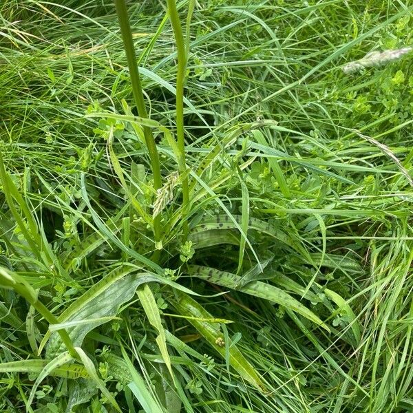 Dactylorhiza maculata Leaf