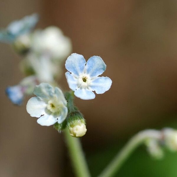 Andersonglossum virginianum Flower