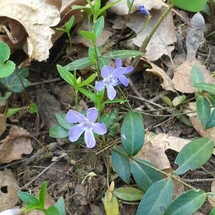 Vinca minor Çiçek