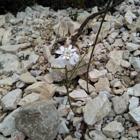 Iberis linifolia その他の提案