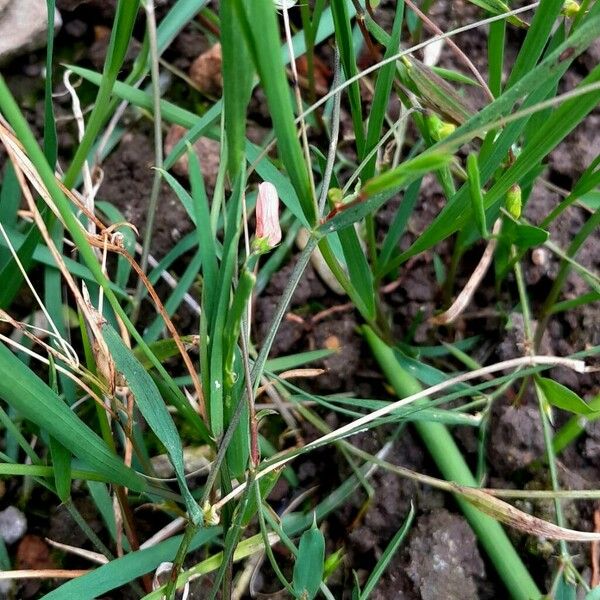 Lathyrus nissolia Feuille