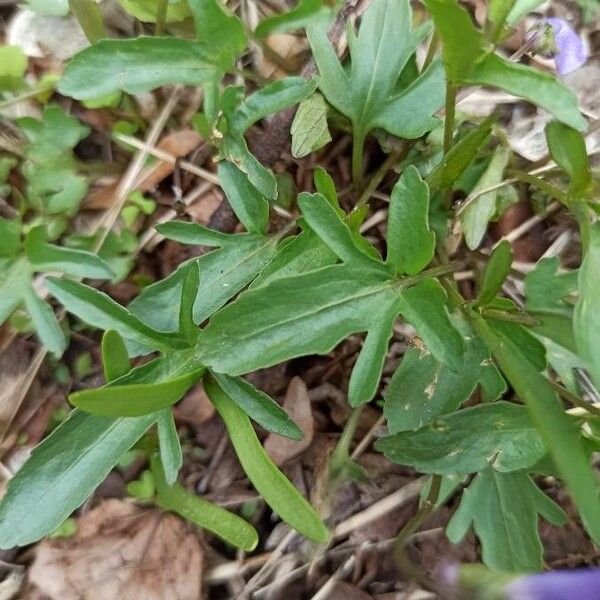 Viola sagittata 葉