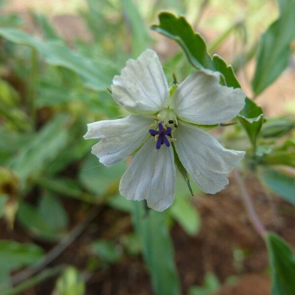 Monsonia angustifolia Blomma