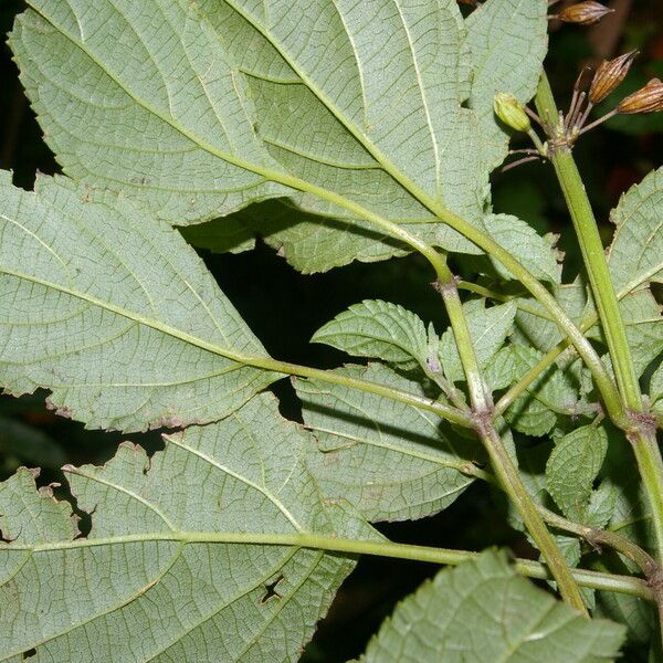 Salvia alvajaca Leaf