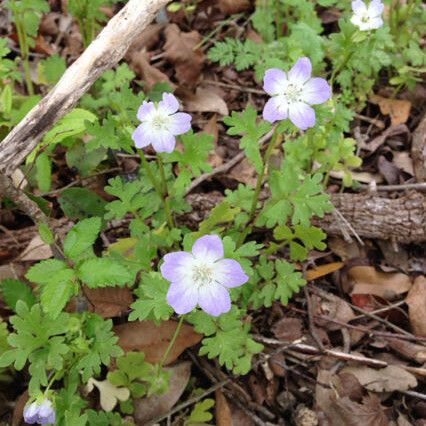 Nemophila phacelioides Habit