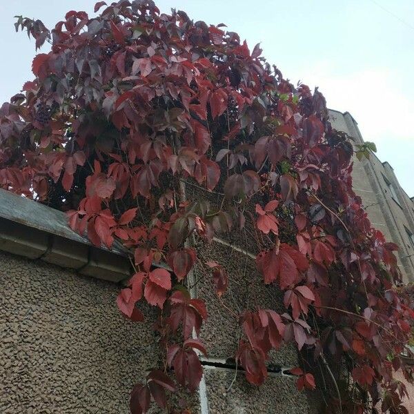 Parthenocissus inserta Habitatea