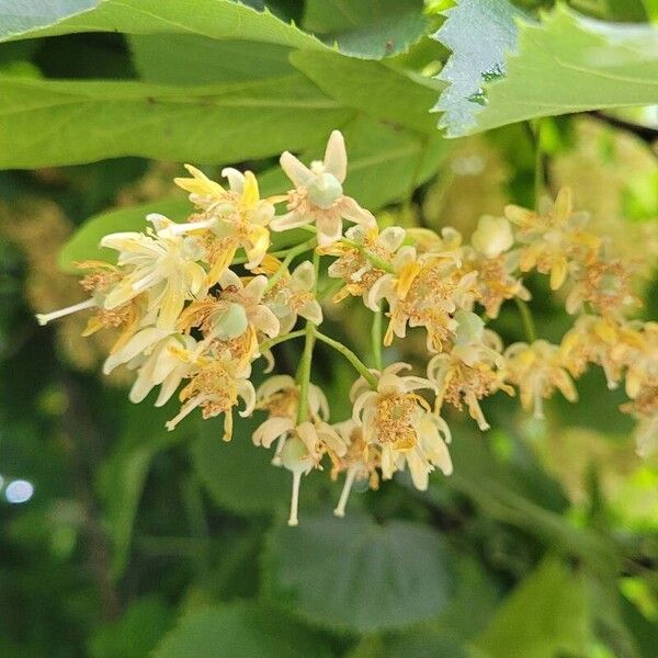 Tilia americana 花