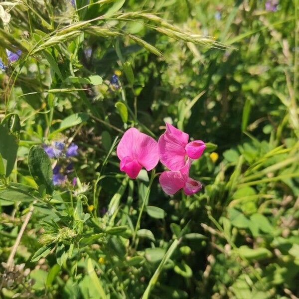 Lathyrus tuberosus Flor