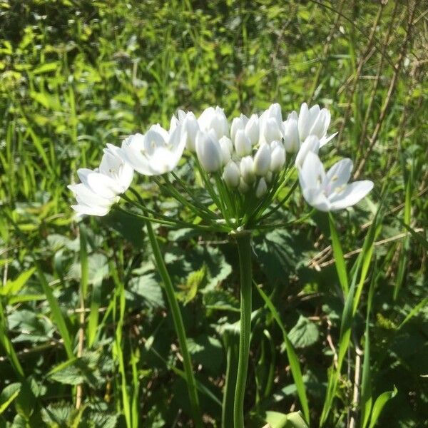 Allium neapolitanum Blodyn