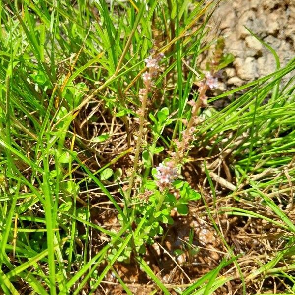 Bacopa monnieri Habitat