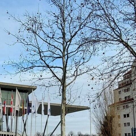 Platanus occidentalis Агульны выгляд