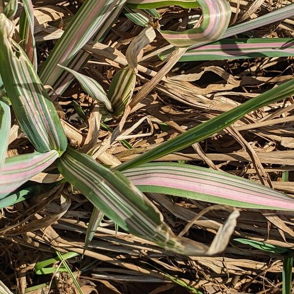 Phalaris arundinacea Leht