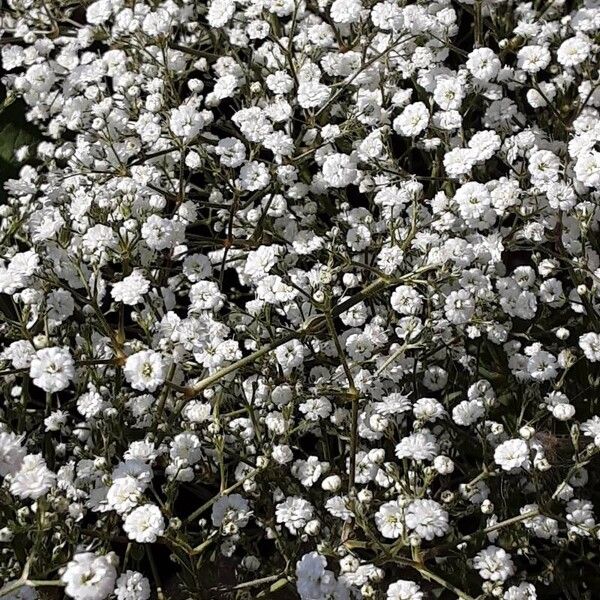 Gypsophila paniculata Plante entière