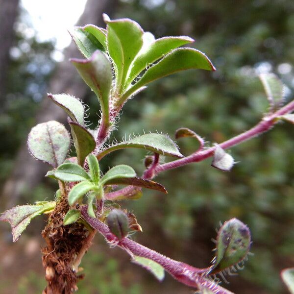 Saponaria ocymoides Other