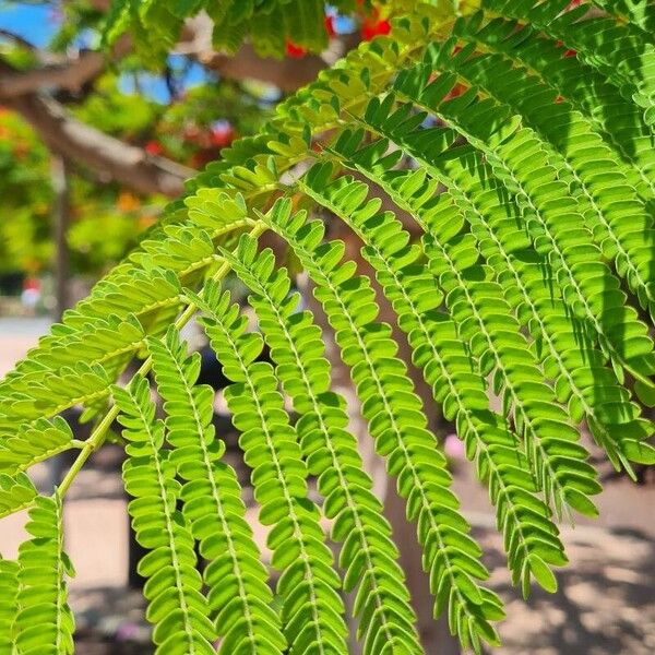 Delonix regia Hostoa