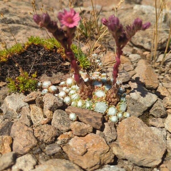 Sempervivum arachnoideum Tervik taim