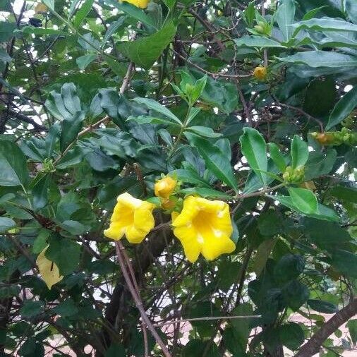 Allamanda cathartica Flower