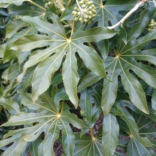 Fatsia japonica Lapas