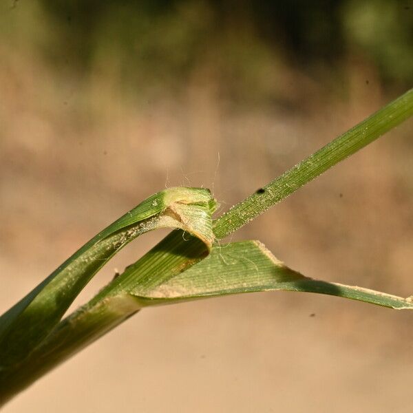 Eleusine indica Листок